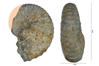 Stoliczkaia notha